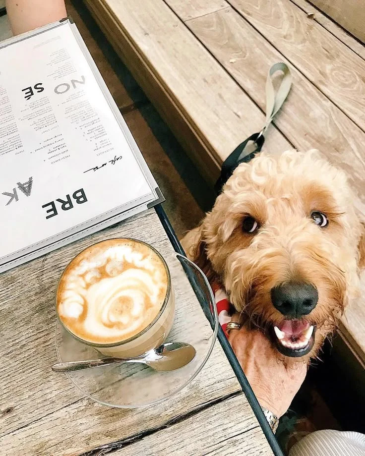Perro junto a un café en una mesa al aire libre